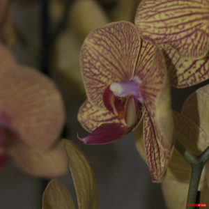 Orchidée 201 a